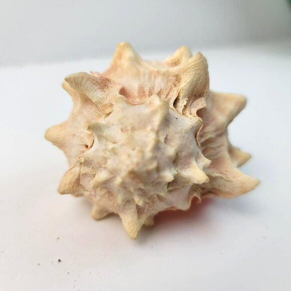 Vintage Pink Murex Conch Shell Conus Marmoreus Bandaus Lamarch  JH1361 - Picture 12 of 14